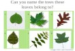 Can you name the trees these leaves belong to? 1.Redbud2.Maple3. White Oak 4. Silver Birch5. Black Walnut6. Tulip Poplar Images from Ladd Arboretum