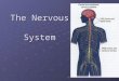 The Nervous System. Functions of the Nervous System the center of all thought, learning and memory