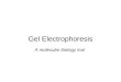 Gel Electrophoresis A molecular biology tool. Purpose To separate and analyze/compare fragments of DNA