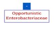 Opportunistic Enterobacteriaceae D. OPPORTUNISTIC INFECTIONS OF ENTEROBACTERIACEAE  GRAM NEGATIVE SEPSIS  URINARY TRACT INFECTIONS  PNEUMONIA  ABDOMINAL