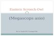 Eastern Screech-Owl (Megascops asio) By Liz Yaslik NYC Ecology Wiki