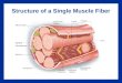 Structure of a Single Muscle Fiber. Skeletal Muscle Fiber Structure Key Points An individual muscle cell is called a muscle fiber A muscle fiber is enclosed