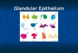 Glandular Epithelium. Glandular epithelium is more complex and varied than the epithelial cells which cover surfaces or line tubules or vessels. Glandular