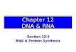 Chapter 12 DNA & RNA Section 12-3 RNA & Protein Synthesis