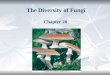 The Diversity of Fungi Chapter 20. Fungi are in Domain Eukarya