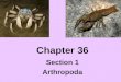 Chapter 36 Section 1 Arthropoda. Characteristics Lobsters, crabs, crayfish, spiders, & insects Arthropods- members of the Phylum Arthropoda Segmented