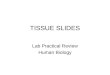 TISSUE SLIDES Lab Practical Review Human Biology