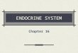 ENDOCRINE SYSTEM Chapter 16. ENDOCRINE GLANDS Ductless glands that produce hormones that are released directly into the bloodstream and are transported