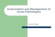 Examination and Management of Acute Pathologies ATHT 305