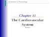 Anatomy & Physiology Chapter 11 The Cardiovascular System Week 6