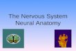 The Nervous System Neural Anatomy. Neurons: The Building Blocks of the Nervous System Module 7: Neural and Hormonal Systems
