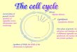 Mitosis Cytokinesis First phase of growth, the cell grows and develops, and additional organelles are synthesised, the nucleus directs protein synthesis