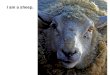 I am a sheep.. I need a Shepherd. We are all sheep