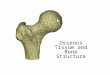 H a p t e r Osseous Tissue and Bone Structure. An Introduction to the Skeletal System  Skeletal system includes:  Bones of the skeleton  Cartilages,