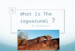 What Is The Jaguarundi ? By: Lillian Willis The crazy Jaguarundi diet A Jaguarandi eats plenty of different things. Jaguarundi’s likes: Mice, Rats, Rabbits,