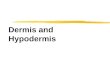 Dermis and Hypodermis. Dermis zLies deep (beneath the epidermis) zProvides strength and elasticity to the skin zCreates framework to support the accessory
