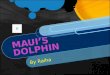 By Raiha Maui’s Dolphin is the smallest dolphin in the world and is also known as the North Island Hectors Dolphin. They have distinctive grey, black
