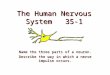 The Human Nervous System 35-1 Name the three parts of a neuron. Describe the way in which a nerve impulse occurs