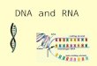 DNA and RNA. 2 Replication Facts DNA has to be copied before a cell dividesDNA has to be copied before a cell divides DNA is copied during the S or synthesis