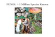 FUNGI: > 1 Million Species Known. 16 Agents of Decomposition Saprophytes Detritivores