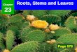 Chapter 23 Roots, Stems and Leaves Page 578. 23–1 Specialized Tissues in Plants