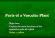 Parts of a Vascular Plant Objectives: Explain the main functions of the vegetative parts of a plant Explain the main functions of the vegetative parts