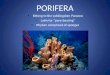 PORIFERA Belong to the subkingdom Parazoa Latin for “pore-bearing” Phylum comprised of sponges