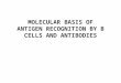 MOLECULAR BASIS OF ANTIGEN RECOGNITION BY B CELLS AND ANTIBODIES