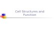 Cell Structures and Function. Organelles Structures in a cell that perform specific functions like organs in the body that perform function to keep the