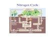 Nitrogen Cycle. Summary of Protein and Amino Acid Metabolism