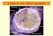 Limits to cell growth. Why does a cell divide? 1. The larger a cell becomes, the more demand on its DNA. 2. Cell has more trouble moving nutrients and