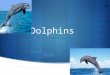 Dolphins By : Victoria Marchesi. Fast facts BBaby dolphins are calves GGrown up female dolphins are called cows GGrown up male dolphins are called