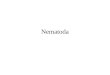 Nematoda. Pseudocoelomates Common Characteristics Pseudocoel –Mesoderm muscle lined ectoderm Complete digestive tract Organs are within pseudocoel Syncytial