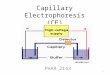 Capillary Electrophoresis (CE) PHAR 2143 1. Lecture Objectives By the end of the lecture, students should be able to: 1.Illustrate the CE instrumental