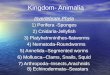 Kingdom- Animalia Invertebrate Phyla 1) Porifera -Sponges 2) Cnidaria-Jellyfish 3) Platyhelmninthes-flatworms 4) Nematoda-Roundworms 5) Annelida--Segmented