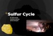 By Kam Leung Isabelle Lindberg Johara Alangari. * Sulfur is the tenth most abundant element in the universe * It is a brittle, yellow, tasteless, and