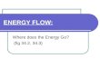 ENERGY FLOW: Where does the Energy Go? (fig 34.2, 34.3)