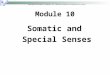Somatic and Special Senses u Copyright  The McGraw-Hill Companies, Inc. Permission required for reproduction or display. Module 10