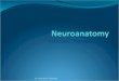 Autonomic Nervous System Dr. Michael P. Gillespie