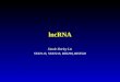 LncRNA Xiaole Shirley Liu STAT115, STAT215, BIO298, BIST520