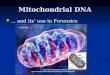 Mitochondrial DNA … and its’ use in Forensics … and its’ use in Forensics