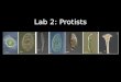 Lab 2: Protists. Protists! Lab Goals Identify the three domains of life and the main characteristics of each Define protists and know why the group “Protista”