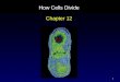 1 How Cells Divide Chapter 12. 2 Outline Cell Division in Prokaryotes Discovery of Chromosomes Structure of Chromosomes Phases of the Cell Cycle Interphase