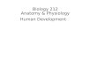 Biology 212 Anatomy & Physiology Human Development