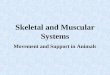 Skeletal and Muscular Systems Movement and Support in Animals