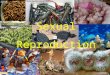 Sexual Reproduction Overview: Sexual reproduction allows for greater genetic diversity in the hopes that at least some offspring will survive in a changing