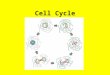 Cell Cycle. Why do cells divide? Growth --by adding cells, not having them get bigger --cells are not efficient for exchanging materials if they are too