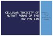 Corey A. Shafer and Nicholas M. Kanaan CELLULAR TOXICITY OF MUTANT FORMS OF THE TAU PROTEIN