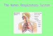 Aim: What are the parts and functions of the human respiratory system? I. Parts of Human Respiratory System A. Nasal Cavity 1. Warms the air (capillary