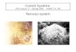 Control Systems (PB Lecture 17 – Spring 2008 Althoff Ch. 34) Nervous system